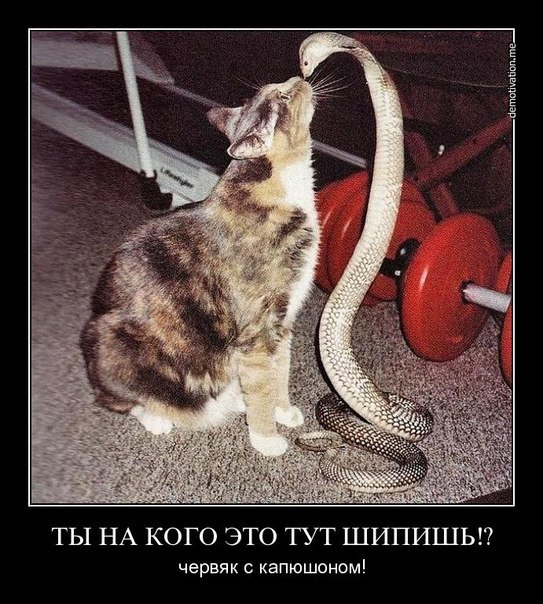 Андрей Савич анатольевич | Брест