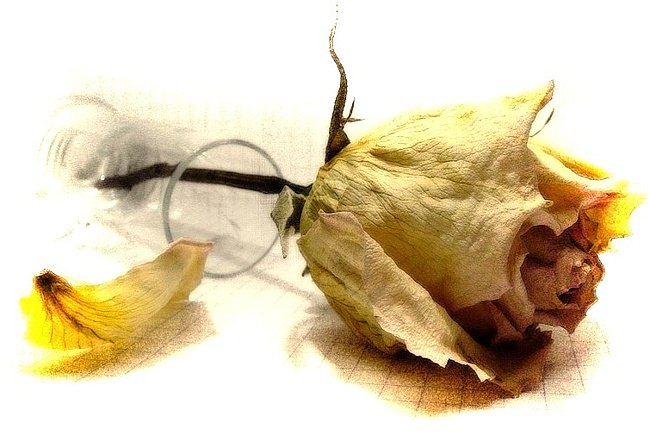 Виктор Зеленов | Санкт-Петербург