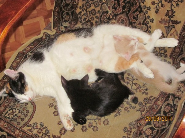 №16, Татьяна Завалко №16, Татьяна Завалко