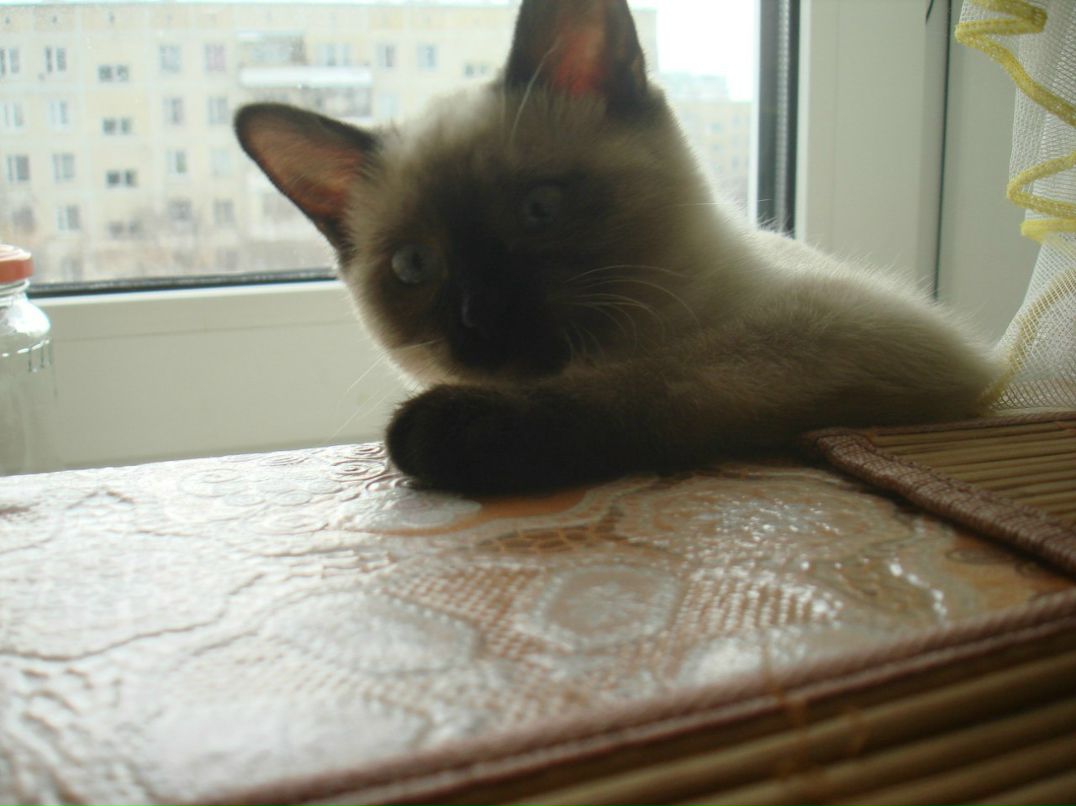 Александр Морозов | Москва