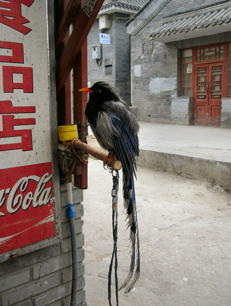 Анна Су | Санкт-Петербург