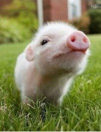 Евгений Яковлев | Великие Луки