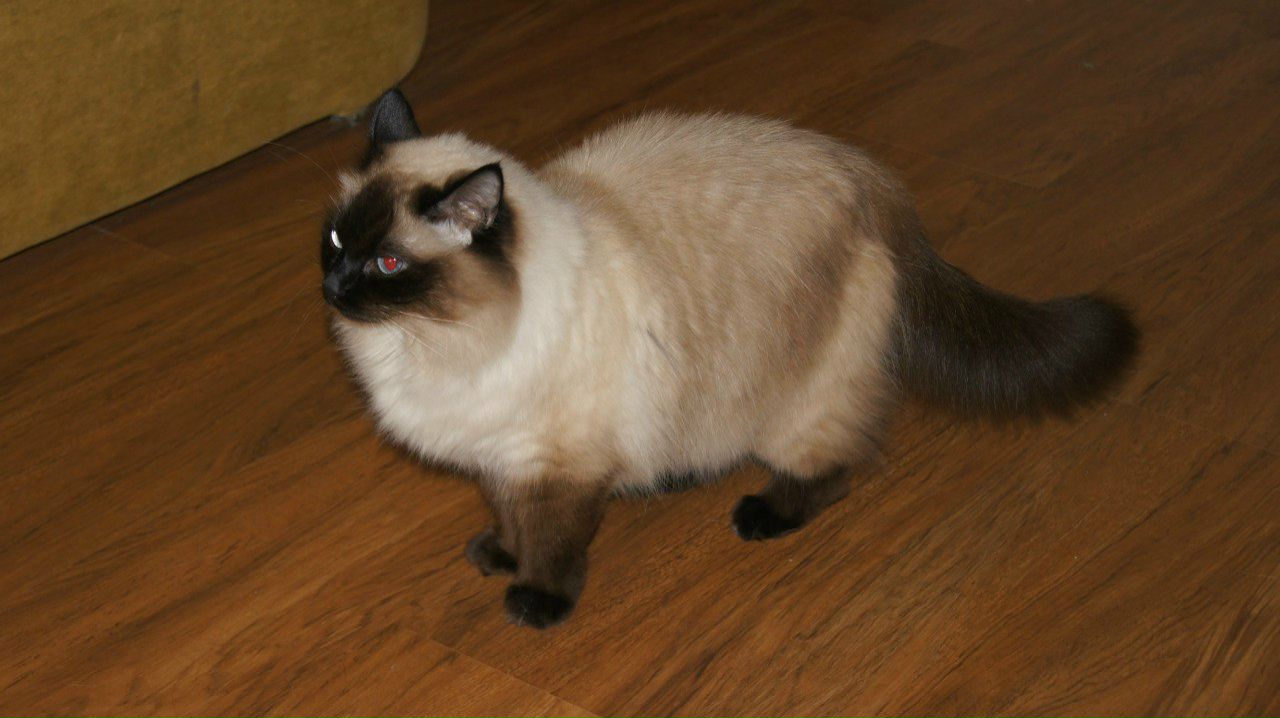 Юлия Годарева | Санкт-Петербург