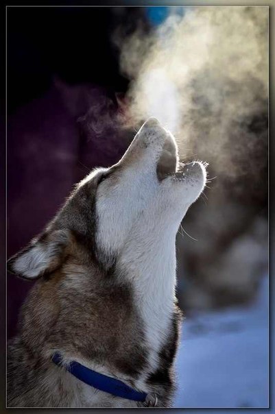 Айрат Гилфанов | Карелино