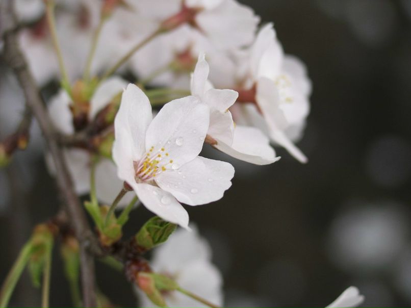 Анюта Савельева 