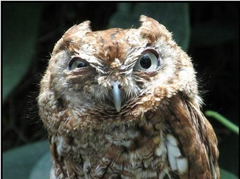 Дмитрий Карташев | 