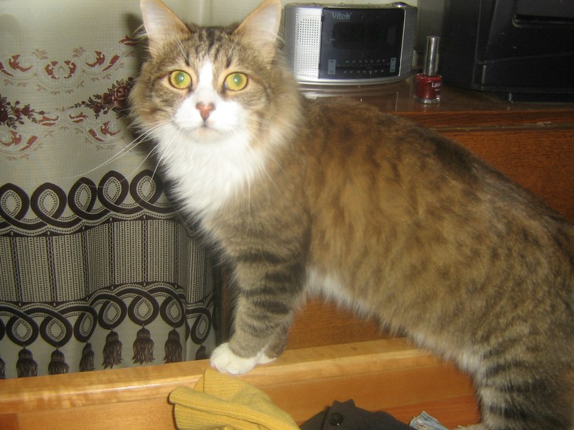 Светлана Семёнова | Москва