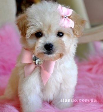 Ольга ***** | Нежин