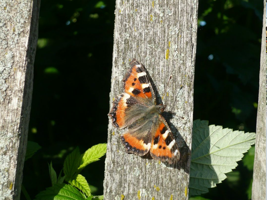 Анна Рыбакова | Новосибирск