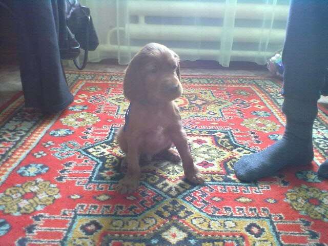 Алексей Долотов | Новосибирск