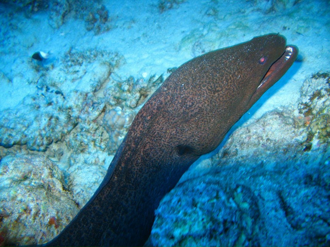 Инна Патрикеева | Санкт-Петербург