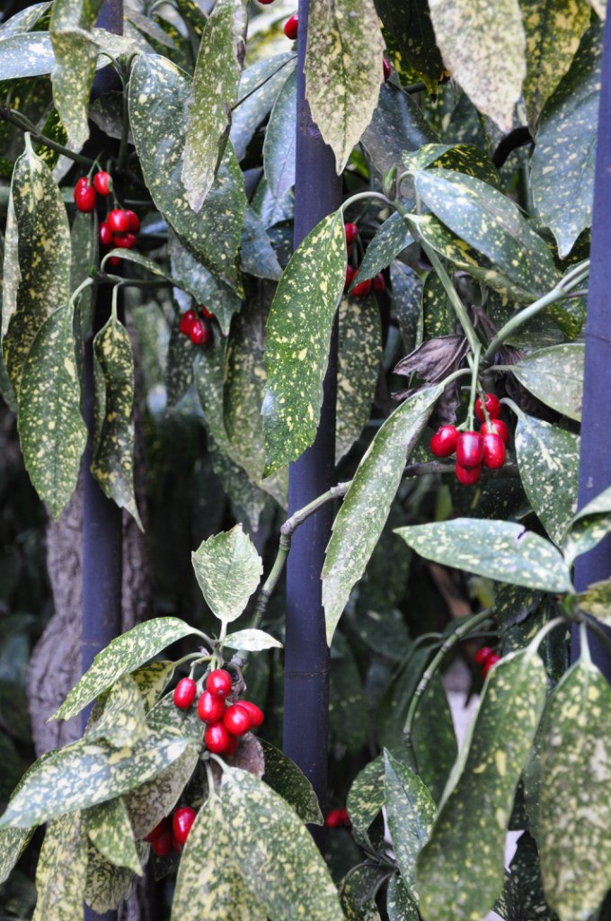 Елена Пиша | Киев