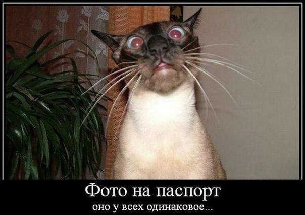 Юлия Кулявец | Донецк