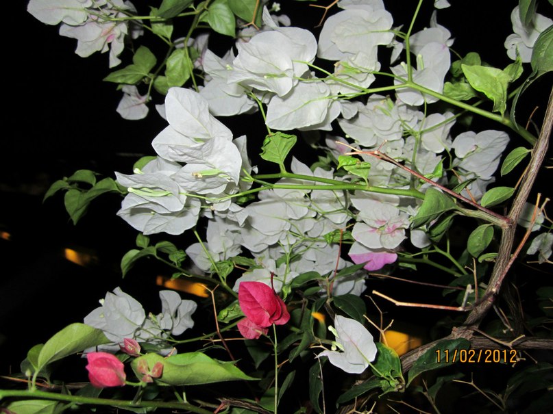 Valentina Stepanova | Санкт-Петербург