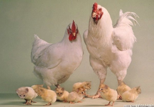 №79, Елена Фролова, Килия №79, Елена Фролова, Килия