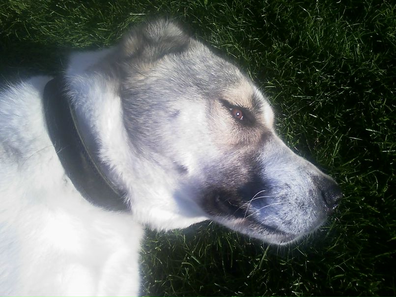 Алина Кисилица | Черновцы