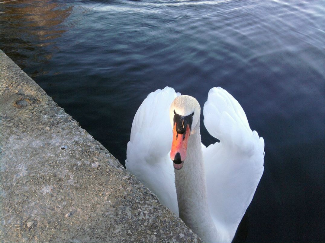 Валентина Власова | Рига