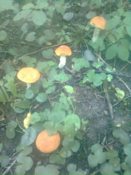 №15, Алексей Степанов №15, Алексей Степанов