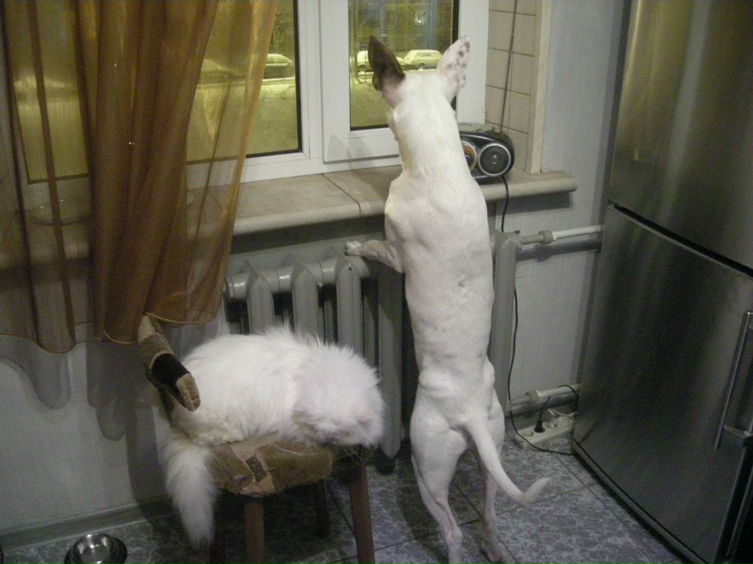 Александр Ворохов *DED.STAR* | Краснознаменск