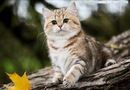 №6 Ирина Медешкина