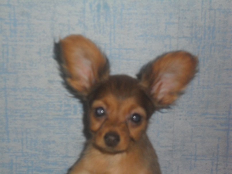 Олег Любимов-Творожков | Москва