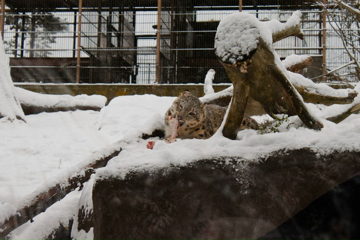 Сергей Пластунов | Санкт-Петербург