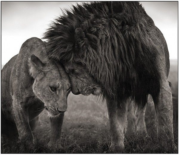 №42, Анастасія Думанська, Львов №42, Анастасія Думанська, Львов