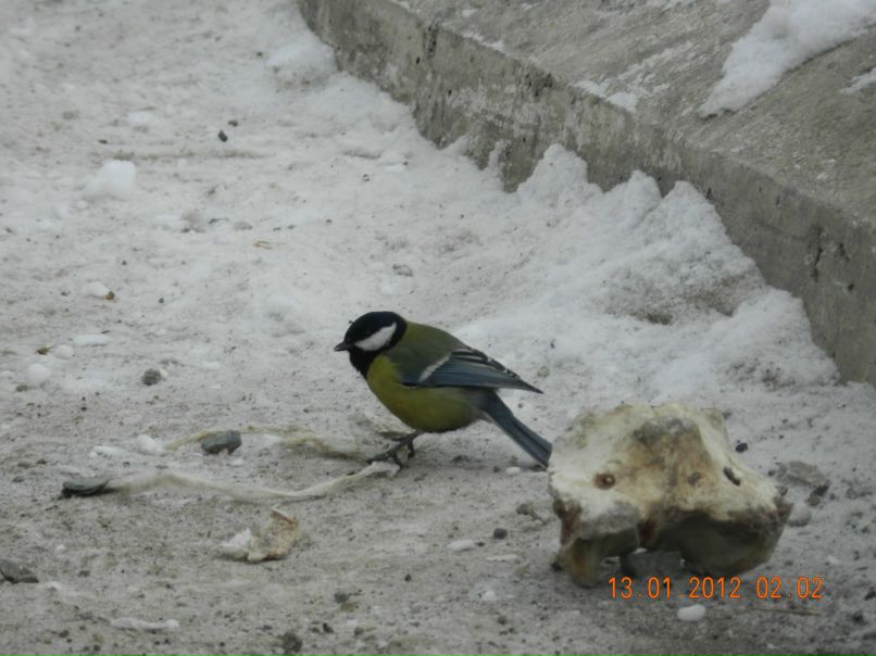 Радик Ибрагимов | Сибай