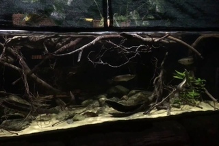 How to Set Up a big Biotope Aquarium