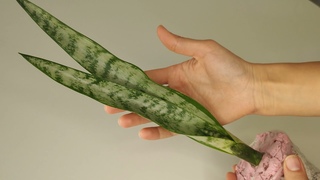 Сансевиерия Грин Лайн (Sansevieria Trifasciata Green Line). Обзор новинки /описание сорта