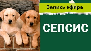 Сепсис у животных.