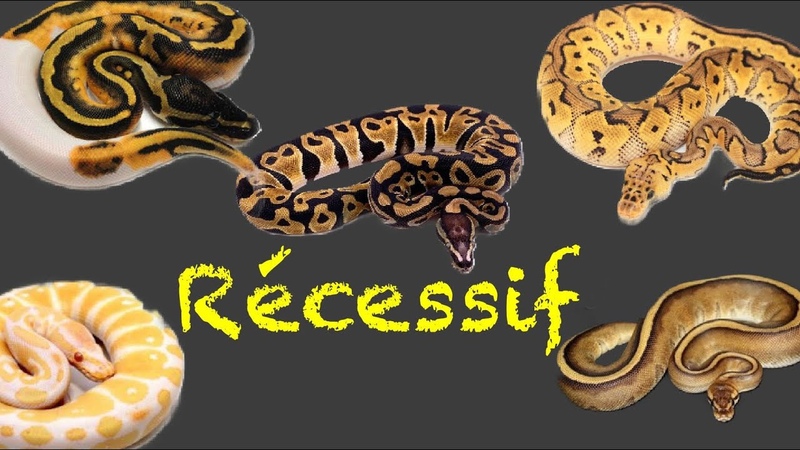 LE RÉ CESSIF chez le Python Regius Explication +