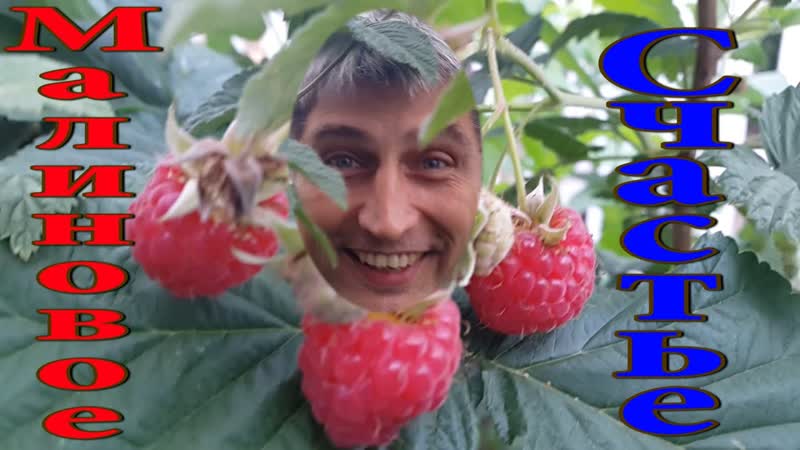 Малина вкусная. Обработка малины. Малина на зиму. Малина