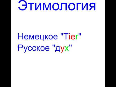 Tier