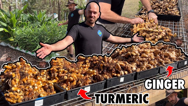 A Revolutionary New Method of Growing Ginger and