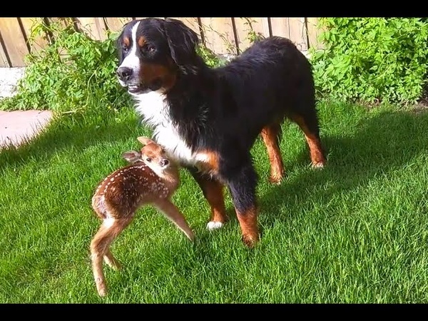 Baby deer rescue and