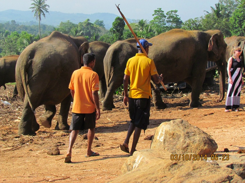 Анна Маковская | Бровары