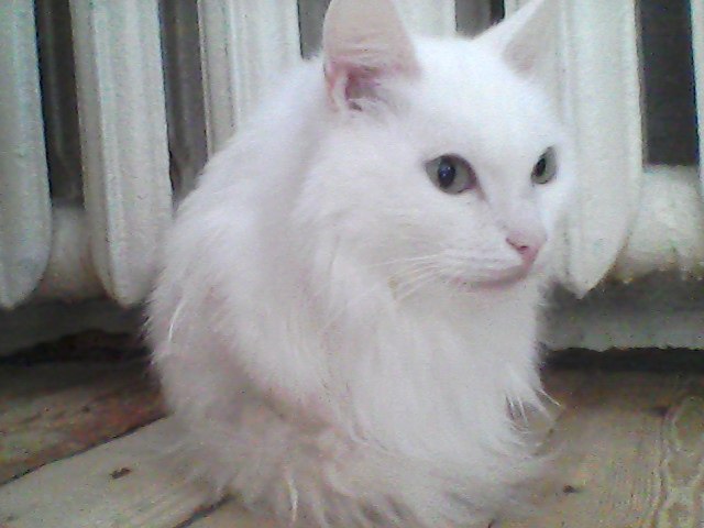 Илья Притчин | Новосибирск