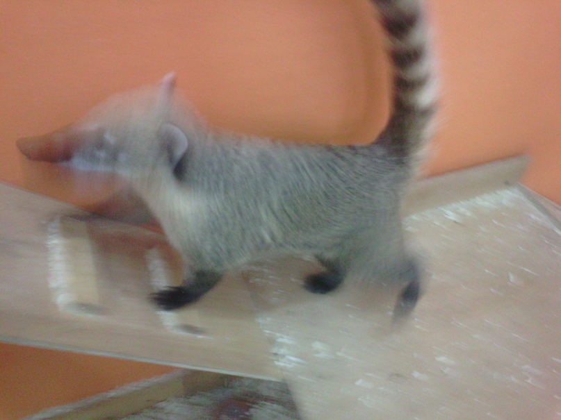 Александра Муравьева | Королёв