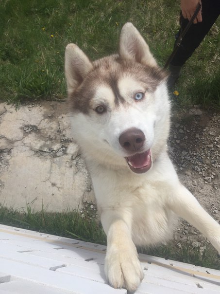 Светлана Куприянова | Павлово