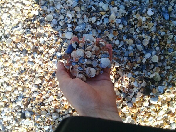 Павел Савин | Новопавловск