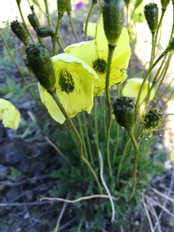 Марина Лескина | Анадырь