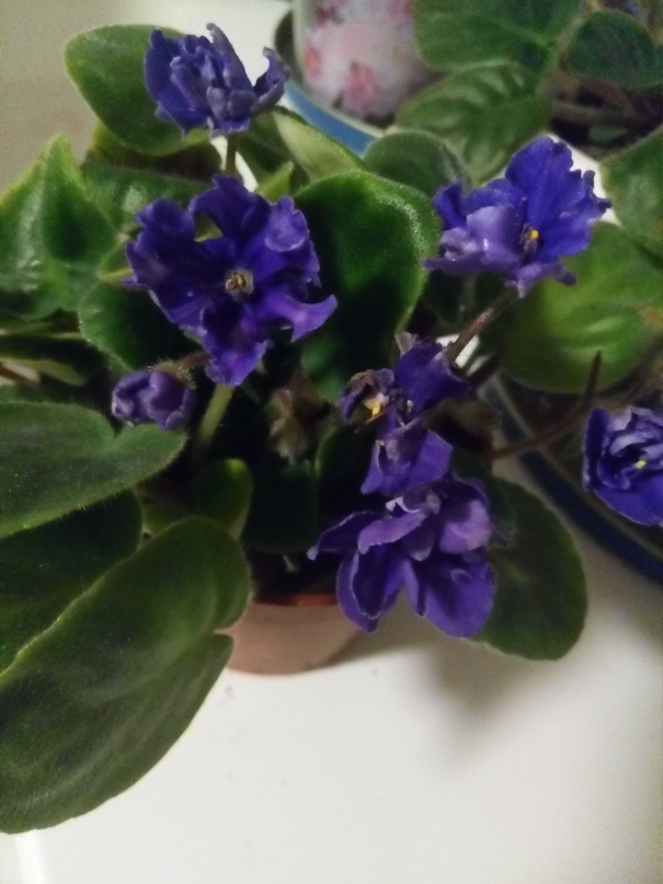 Вера Дерябина | Тюмень