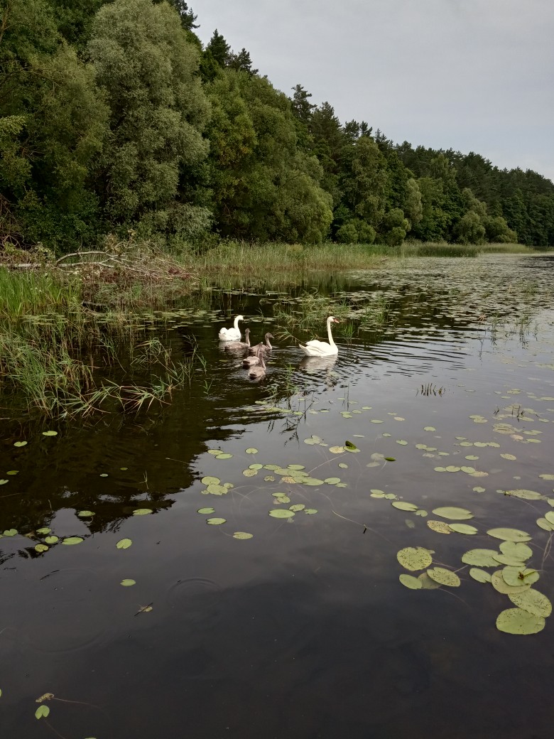 Галина Андреева | Минск