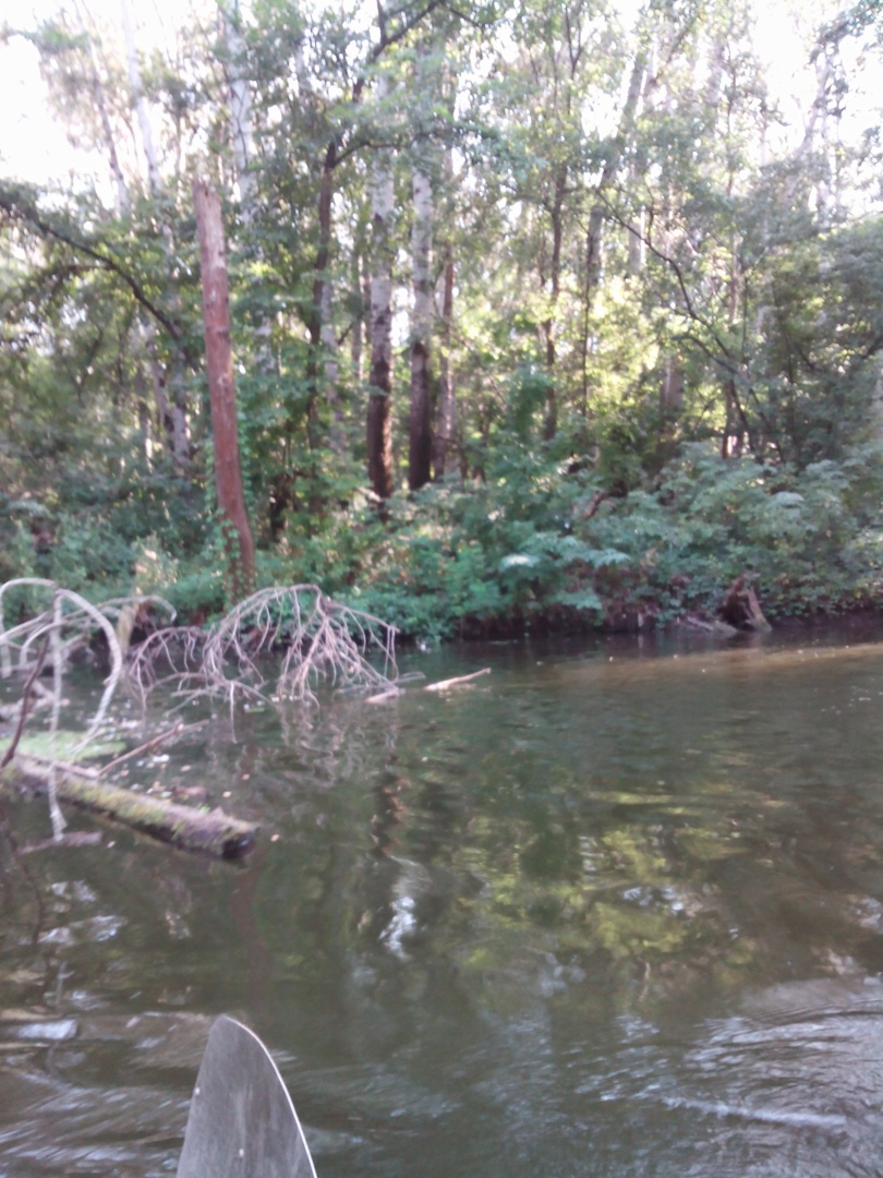 Светлана Мирошниченко | Запорожье