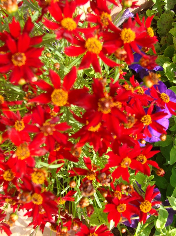 Ольга Гришакова | Муром