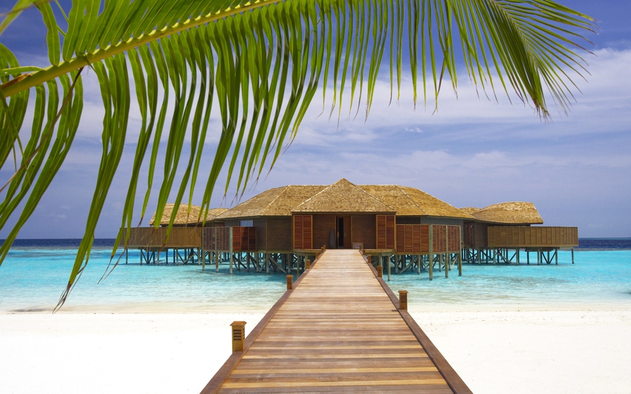 Отдых и пальмы Отдых и пальмы