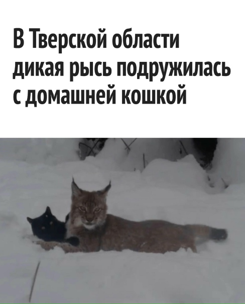 Они просто дальними родственниками оказались