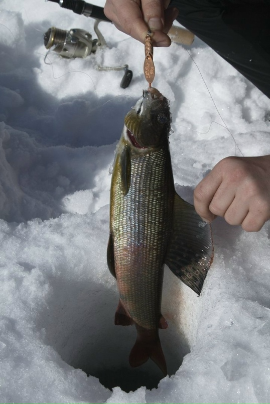 Мормышки на хариуса зимой для малой реки - Фото