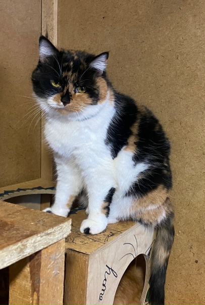 Московская область, Воскресенский район,Приют...